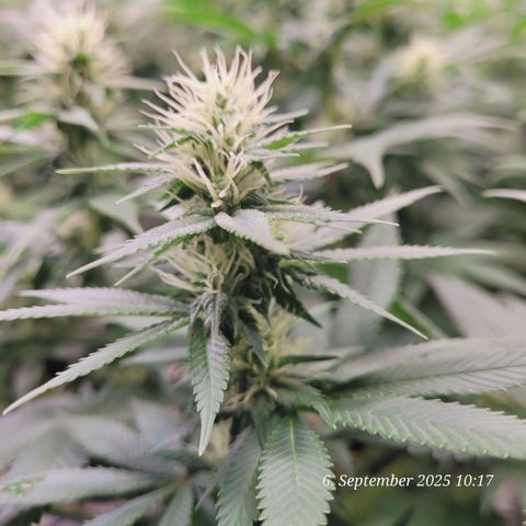 Fast Diesel growlog timeline photo