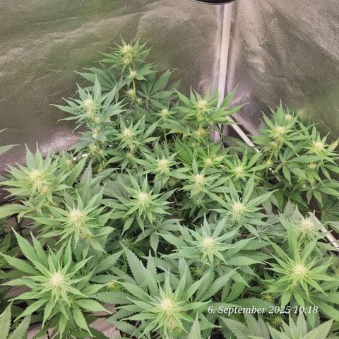 Pearly of Jamaica growlog timeline photo
