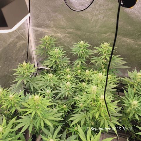 Mexy growlog timeline photo