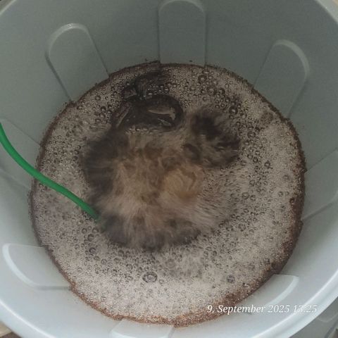 Fast Diesel growlog photo: Tag 2 aktiv belüfteter Komposttee bei 22,4 grad