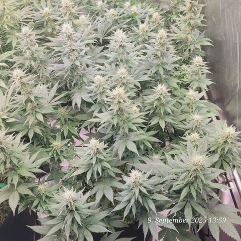 Fast Diesel growlog timeline photo