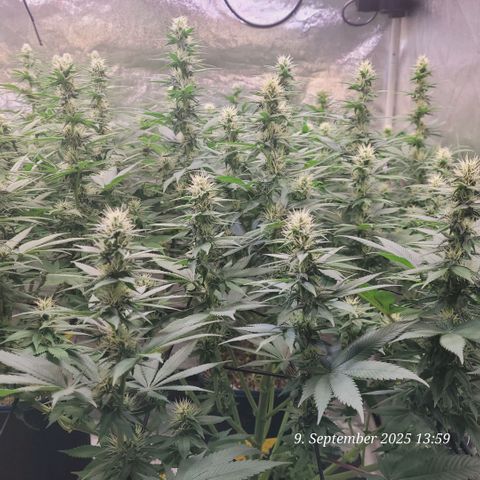Fast Diesel growlog timeline photo