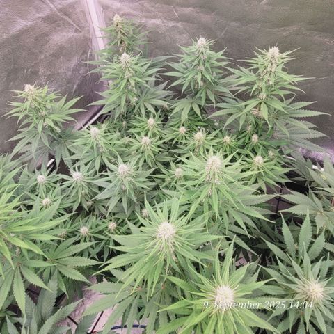 Mexy growlog timeline photo