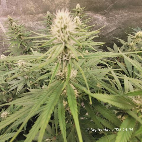 Mexy growlog timeline photo