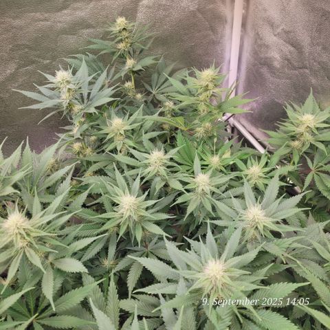 Pearly of Jamaica growlog timeline photo