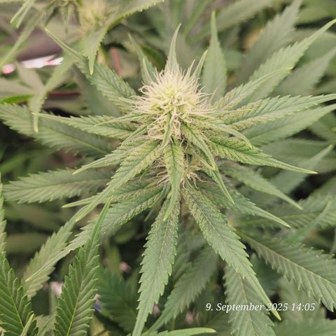 Pearly of Jamaica growlog timeline photo