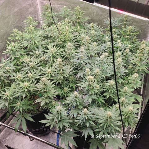 Fast Diesel growlog timeline photo