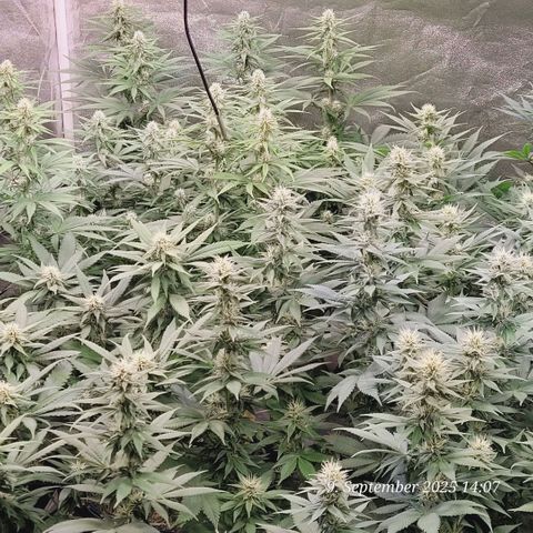 Fast Diesel growlog timeline photo