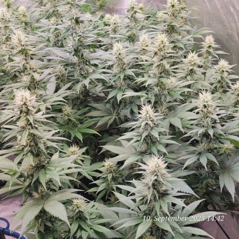 Fast Diesel growlog timeline photo