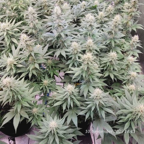 Fast Diesel growlog timeline photo