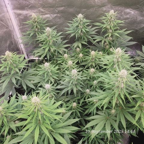 Mexy growlog timeline photo