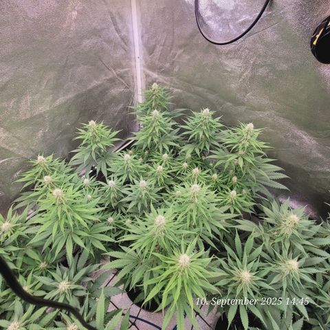 Mexy growlog timeline photo