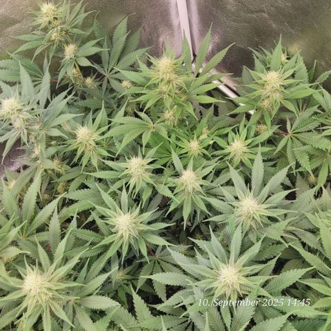 Pearly of Jamaica growlog timeline photo