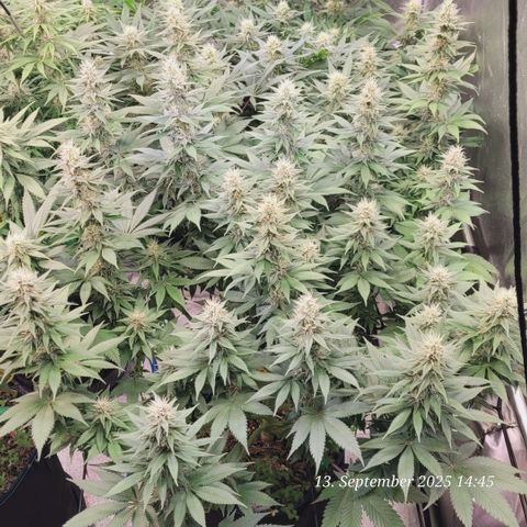 Fast Diesel growlog timeline photo