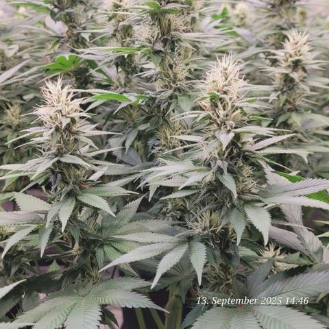 Fast Diesel growlog timeline photo