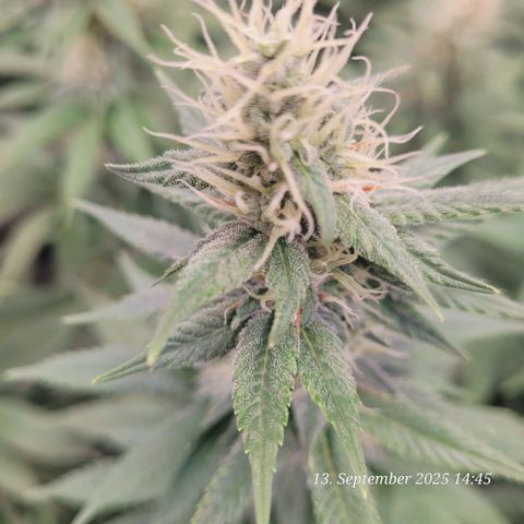 Fast Diesel growlog timeline photo