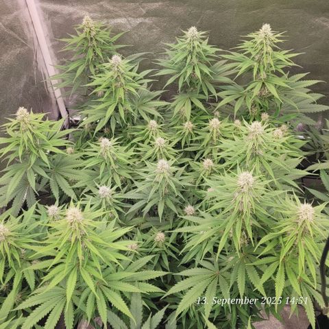 Mexy growlog timeline photo