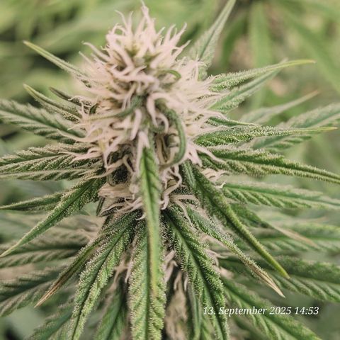 Mexy growlog timeline photo