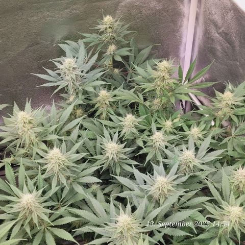 Pearly of Jamaica growlog timeline photo