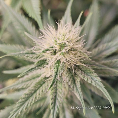 Pearly of Jamaica growlog timeline photo