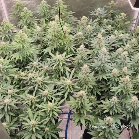 Fast Diesel growlog timeline photo