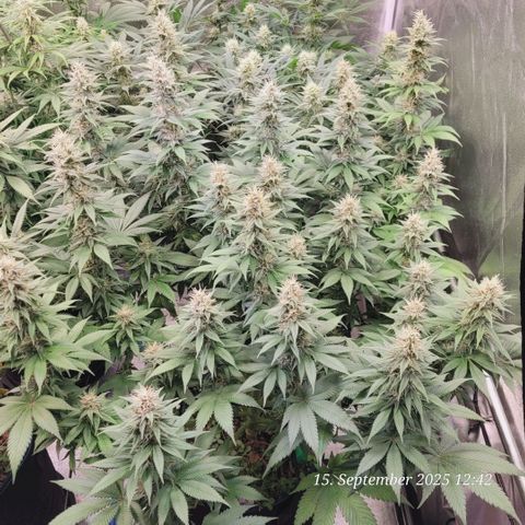 Fast Diesel growlog timeline photo