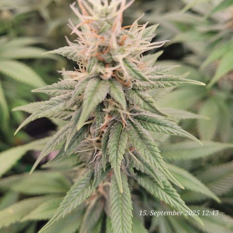 Fast Diesel growlog timeline photo