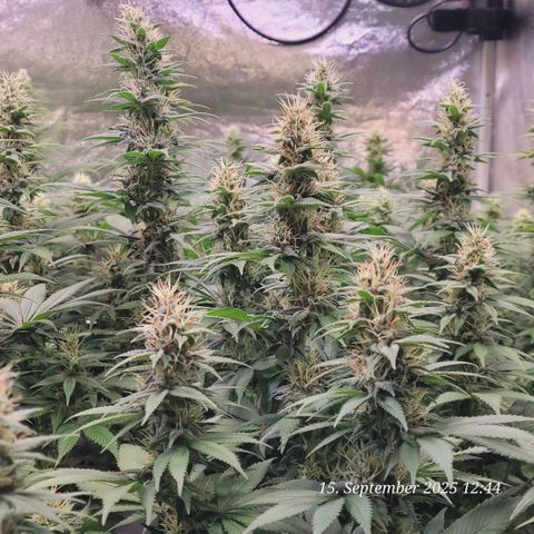 Fast Diesel growlog timeline photo