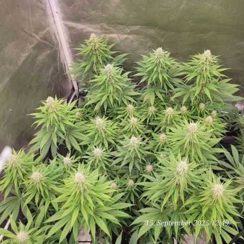 Mexy growlog timeline photo