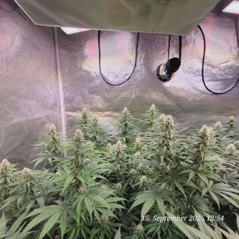 Mexy growlog timeline photo