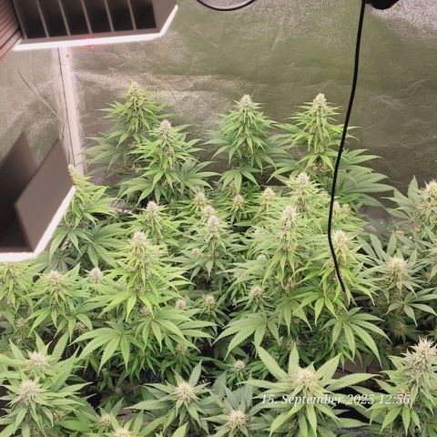 Mexy growlog timeline photo