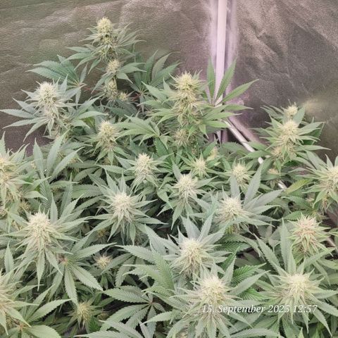 Pearly of Jamaica growlog timeline photo