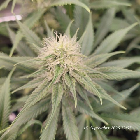 Pearly of Jamaica growlog timeline photo