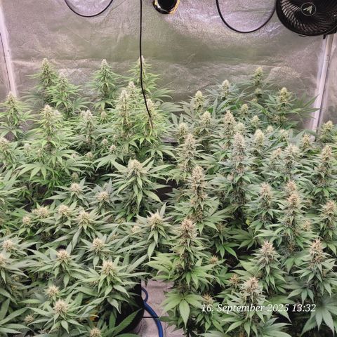 Fast Diesel growlog timeline photo
