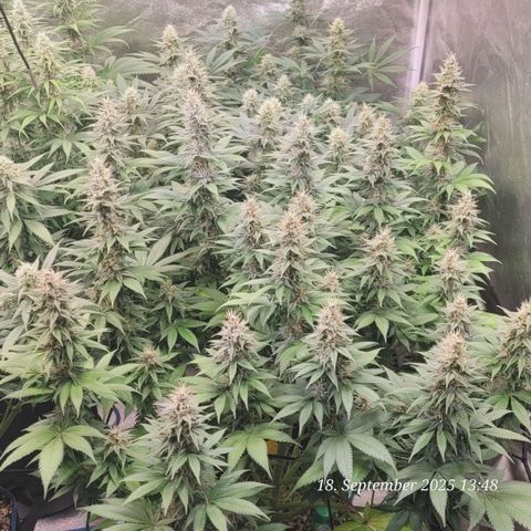 Fast Diesel growlog timeline photo