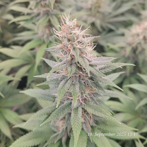 Fast Diesel growlog timeline photo