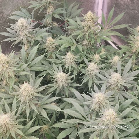 Pearly of Jamaica growlog timeline photo