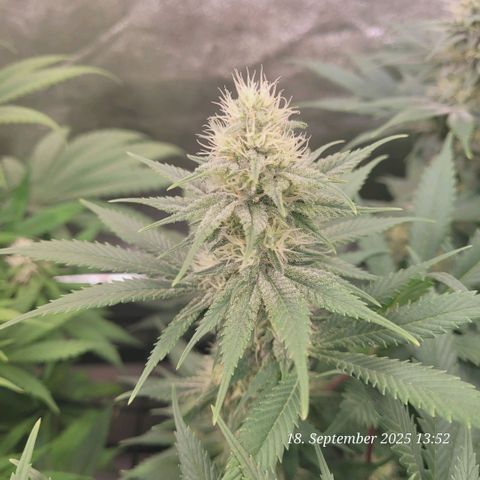 Pearly of Jamaica growlog timeline photo
