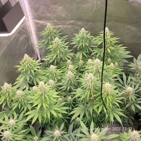 Mexy growlog timeline photo