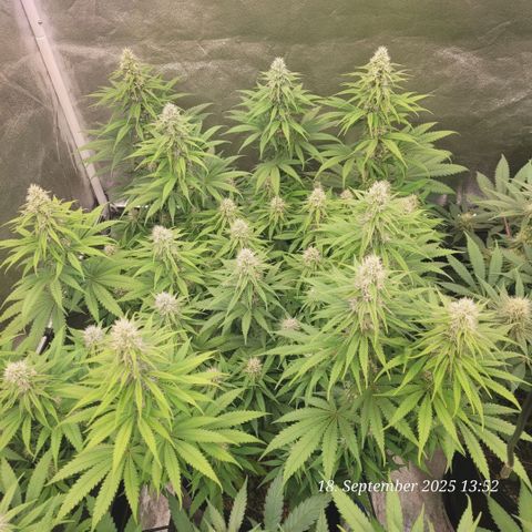 Mexy growlog timeline photo