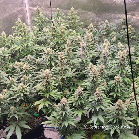 Fast Diesel growlog timeline photo