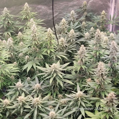 Fast Diesel growlog timeline photo
