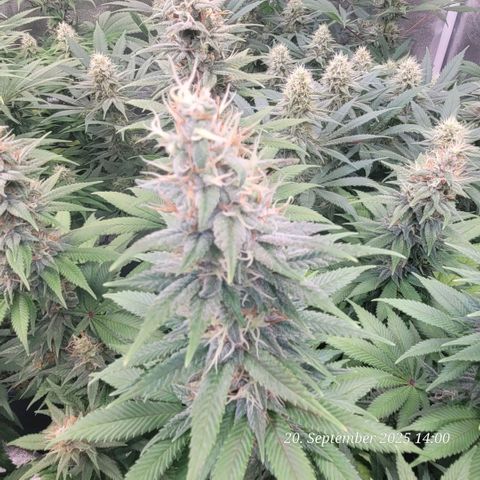 Fast Diesel growlog timeline photo