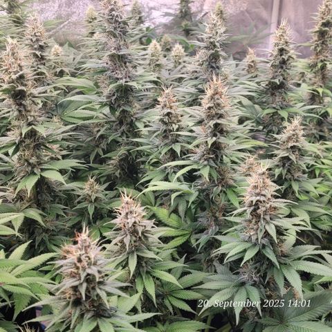 Fast Diesel growlog timeline photo