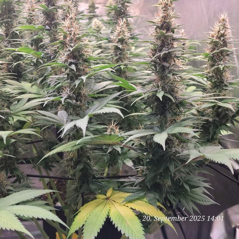 Fast Diesel growlog timeline photo