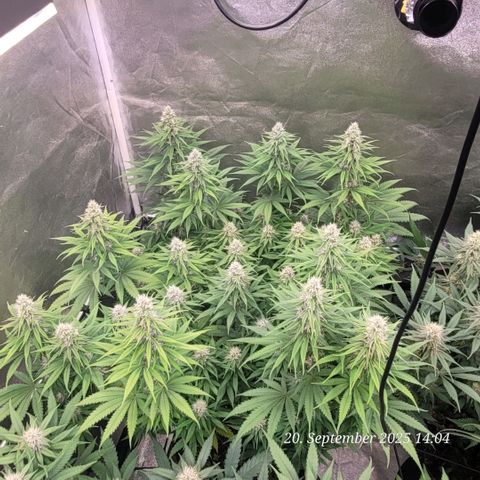 Mexy growlog timeline photo