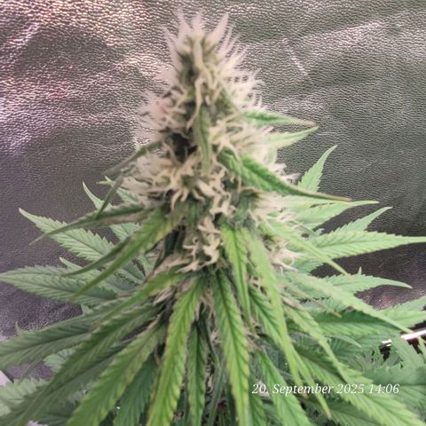 Mexy growlog timeline photo