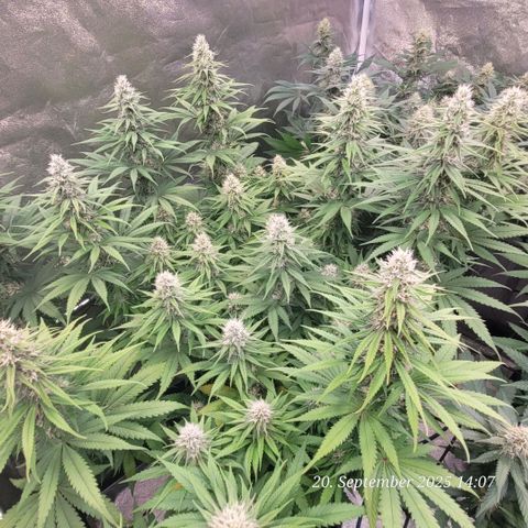 Mexy growlog timeline photo