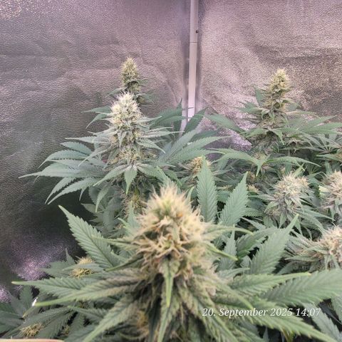 Pearly of Jamaica growlog timeline photo
