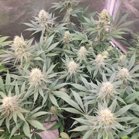 Pearly of Jamaica growlog timeline photo